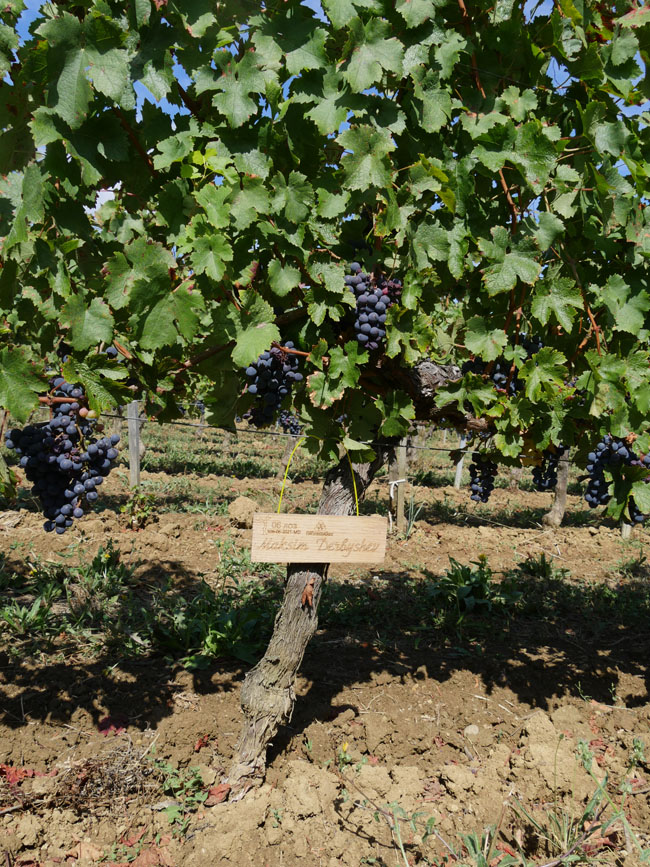 Виноградник на урожай